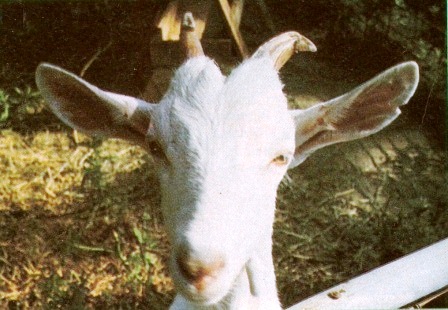 
Here's a face only a mother could trust. In other words, don't try to raise a buck!
